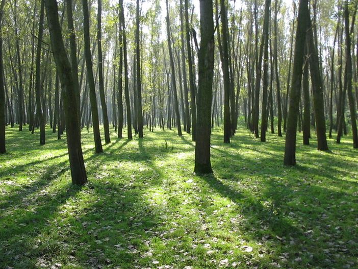 Številne sproščajo pomirjeni zvoki iz narave. 