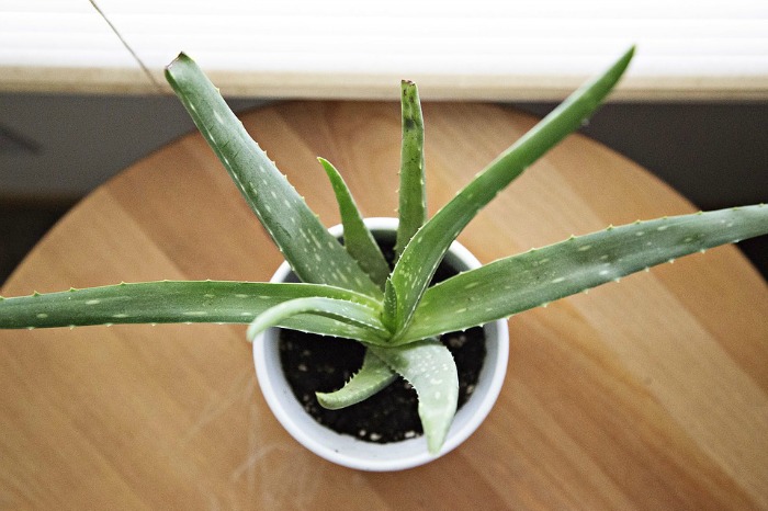 Aloe vera preprečuje nastanek gubic zaradi sončnih opeklin.