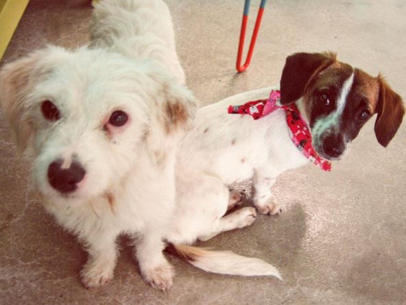 dogcafe3