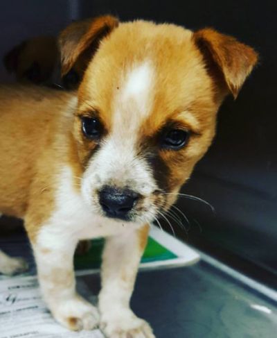 pup1