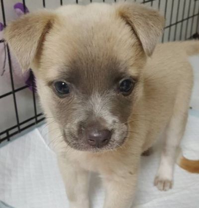 pup2