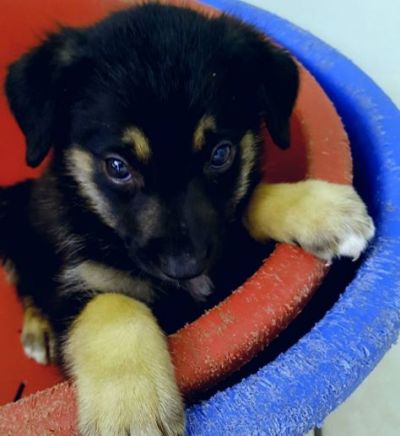 pup3