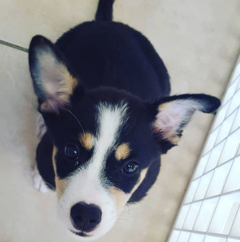 pup5