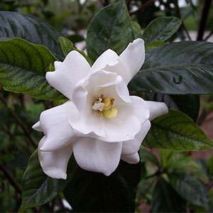 Gardenija