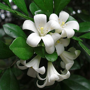 Jasmin